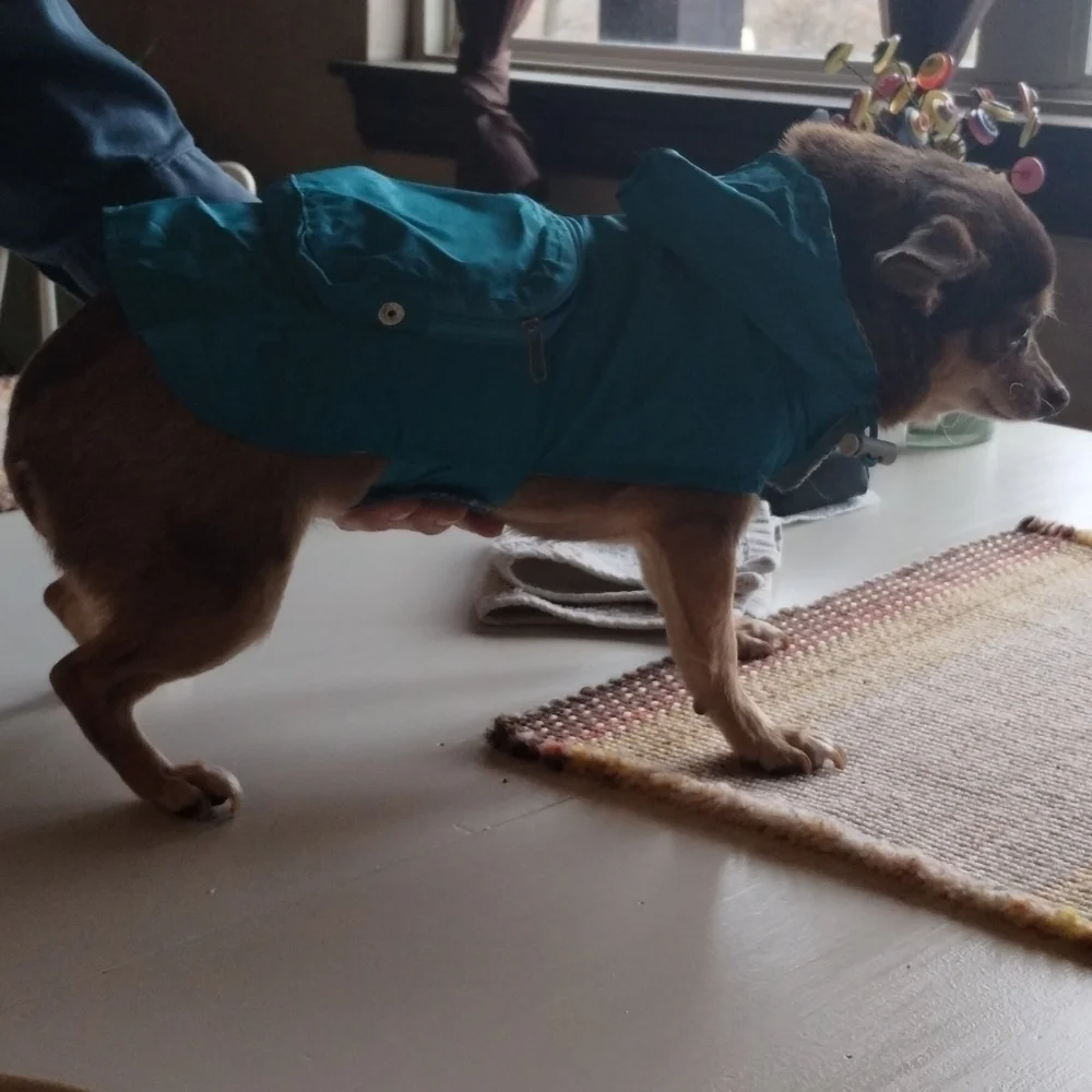 𝅺ZACK & Zoey Dog Stowaway Rain Jacket